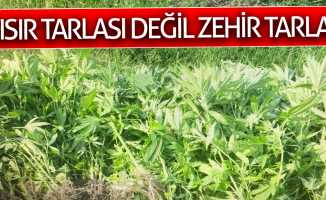 Mısır değil, zehir tarlası