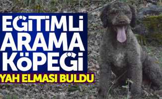 Samsun’daki arama köpeği siyah elmas buldu