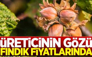 Üreticilerin gözü fındık fiyatlarına çevrildi