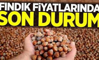 Fındık fiyatlarında son durum! 11 Nisan Perşembe