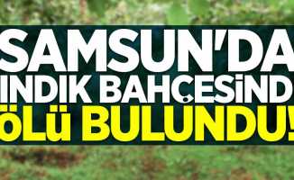 Samsun'da fındık bahçesinde ölü bulundu 