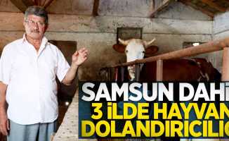 Samsun dahil 3 ilde hayvan dolandırıcılığı