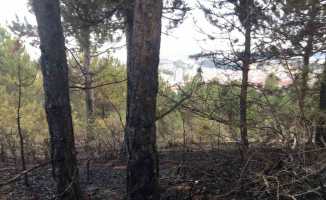 Kastamonu’da orman yangını söndürüldü, yüzlerce ağaç küle döndü