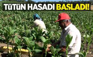 Tütün hasadı başladı!