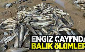 Engiz Çayı'nda balık ölümleri