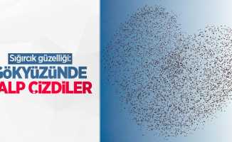 Sığırcık güzelliği: Gökyüzünde kalp çizdiler