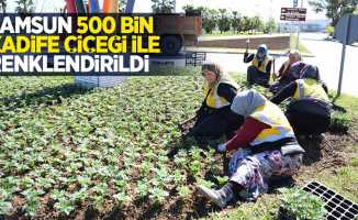 Samsun 500 bin kadife çiçeği ile renklendirildi