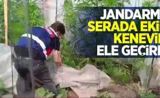 Jandarma serada ekili keneviri ele geçirdi