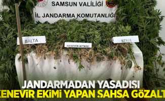 Jandarmadan yasadışı kenevir ekimi yapan şahsa gözaltı