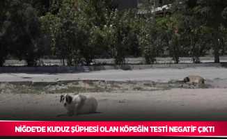 Niğde’de kuduz şüphesi olan köpeğin testi negatif çıktı