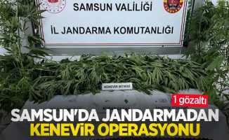 Samsun'da jandarmadan kenevir operasyonu