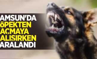 Samsun'da köpekten kaçmaya çalışırken yaralandı