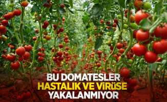 Bu domatesler hastalık ve virüse yakalanmıyor