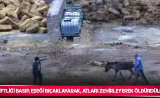 Çiftliği basıp, eşeği bıçaklayarak, atları zehirleyerek öldürdüler