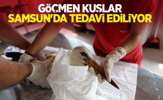 Göçmen kuşlar Samsun'da tedavi ediliyor