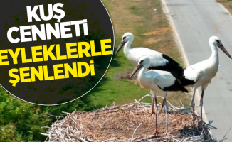 Kuş cenneti leyleklerle şenlendi