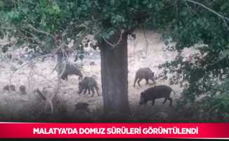 Malatya’da domuz sürüleri görüntülendi