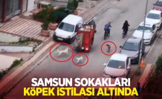 Samsun sokakları köpek istilası altında