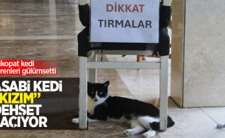 Asabi kedi "Kızım" dehşet saçıyor: Psikopat kedi görenleri gülümsetti