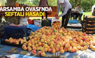 Çarşamba Ovası'nda şeftali hasadı