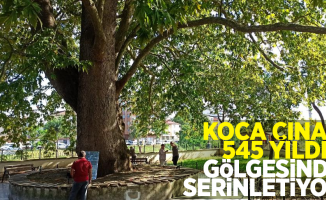 Koca Çınar 545 yıldır gölgesinde serinletiyor