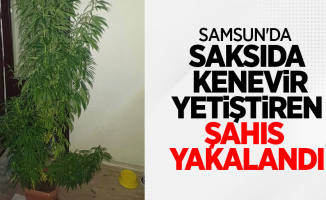 Samsun'da saksıda kenevir yetiştiren şahıs yakalandı