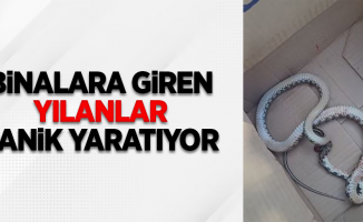 Binalara giren yılanlar panik yaratıyor!