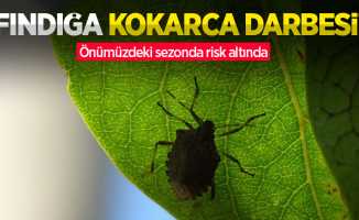 Fındığa kokarca darbesi! Önümüzdeki sezonda risk altında