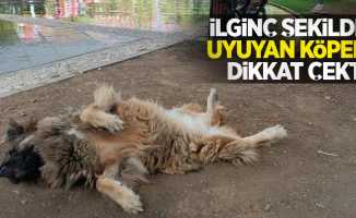 İlginç şekilde uyuyan köpek dikkat çekti