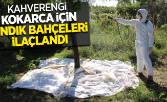 Kahverengi kokarca için fındık bahçeleri ilaçlandı