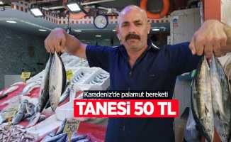 Karadeniz'de palamut bereketi: Tanesi 50 TL