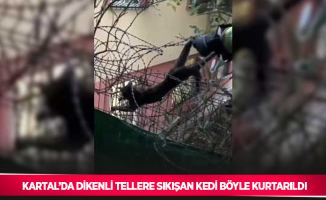 Kartal’da dikenli tellere sıkışan kedi böyle kurtarıldı