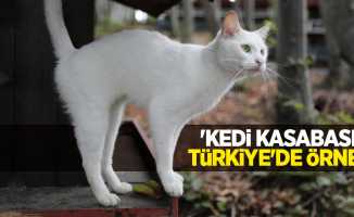 ‘Kedi Kasabası’ Türkiye’de örnek