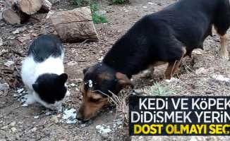 Kedi ve köpek, didişmek yerine dost olmayı seçti