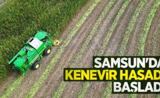 Samsun’da kenevir hasadı başladı