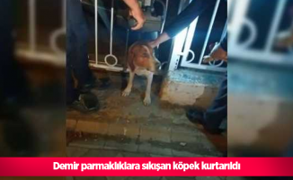 demir parmaklıklara sıkışan köpek kurtarıldı