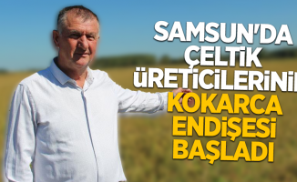 Samsun da çeltik üreticilerinin kokarca endişesi başladı