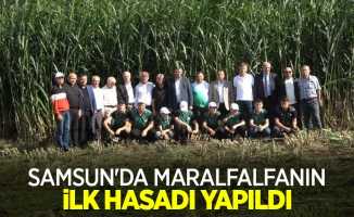 Samsun'da maralfalfanın ilk hasadı yapıldı