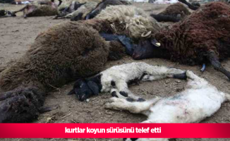 Kurtlar koyun sürüsünü telef etti