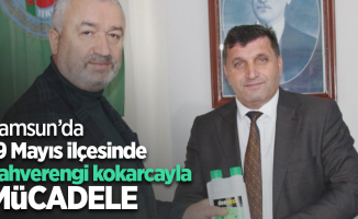 Samsun’da 19 Mayıs ilçesinde kahverengi kokarcayla mücadele