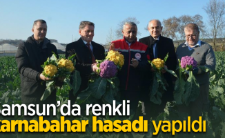 Samsun’da renkli karnabahar hasadı yapıldı