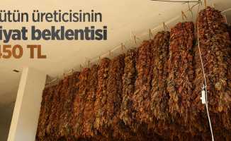 Tütün üreticisinin fiyat beklentisi 450 TL