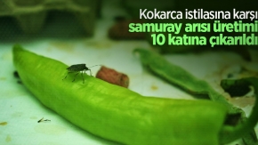 Kokarca istilasına karşı samuray arısı üretimi 10 katına çıkarıldı