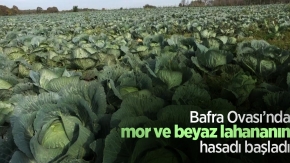 Bafra Ovası’nda mor ve beyaz lahananın hasadı başladı