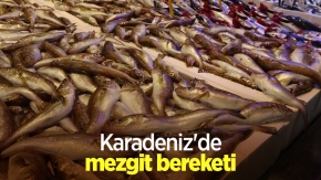 Karadeniz'de mezgit bereketi