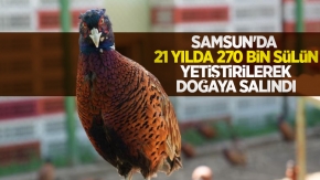 Samsun'da 21 yılda 270 bin sülün yetiştirilerek doğaya salındı